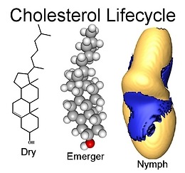 Cholesterol Lifecycle