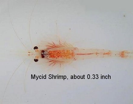 A Mycid Shrimp