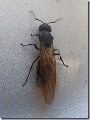 carpenter_ant