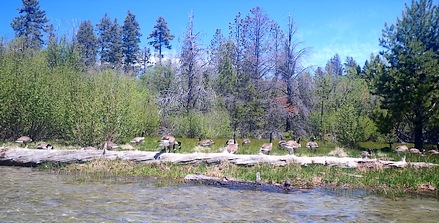 Canada Geese love big dries