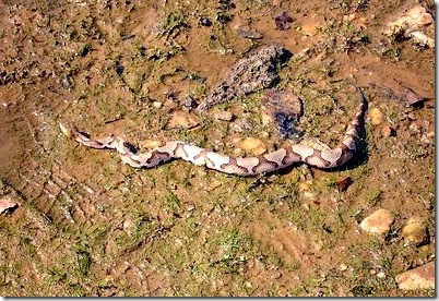 Copperhead Invasive