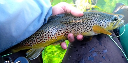 Lassen Brown Trout