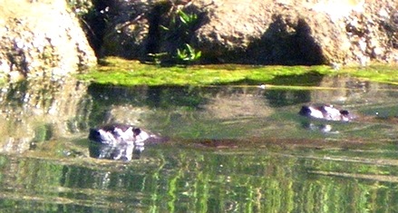 Otter fleeing in terror