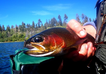 Dark colored Rainbow with cheeks ablaze in embarrasment