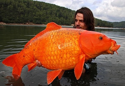 Big Arsed Goldfish