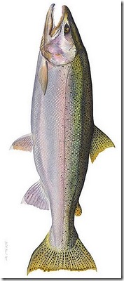 steelhead trout