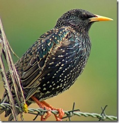 starling_adult1