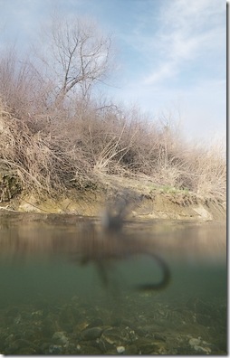 Hovering Predator seen from underwater