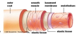 artery