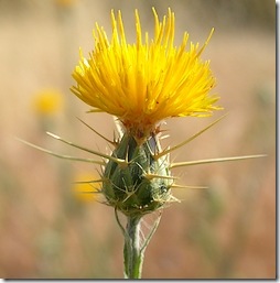 yellowstarthistle