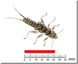 JSON stonefly nymph