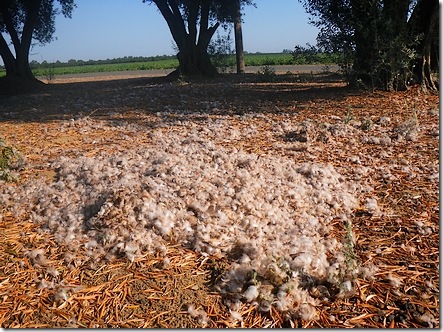 A comet strike of waterfowl