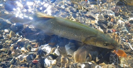 Ass, grass, or Pikeminnow, nobody rides for free