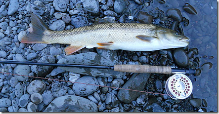 Eel River Pikeminnow