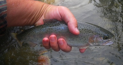 Silver Creek Rainbow