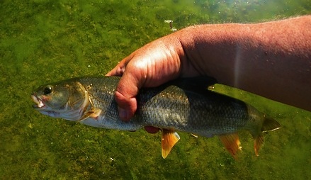 The Orange Finned Bull Trout