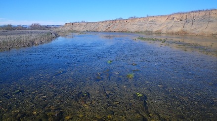 Frog water