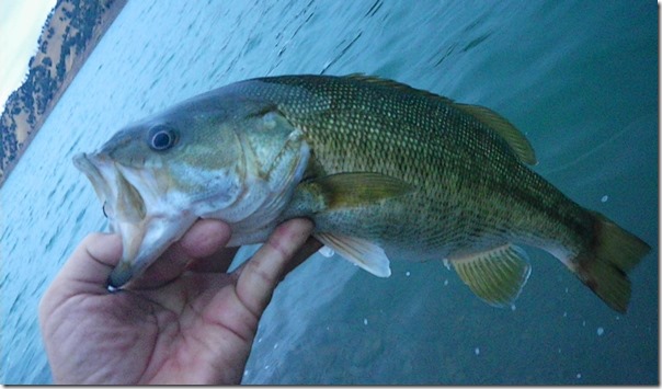 berryessa_largemouth