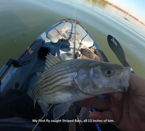 Sight Fishing for White Bass! They couldn't resist the Jerkbait